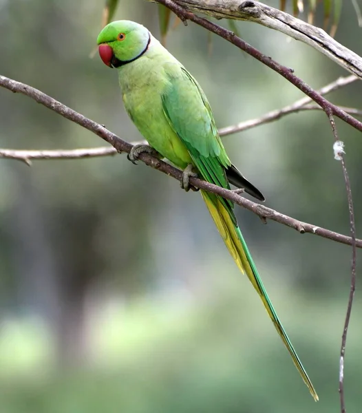 Rose Ringed Parakeet Male Guards Its Nest — Stock Photo, Image