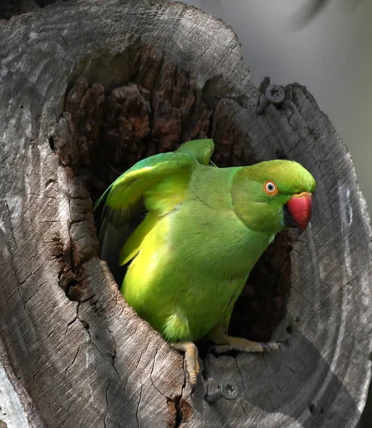 Rose Ringed Parakeet Male Guards Its Nest — Stock Photo, Image