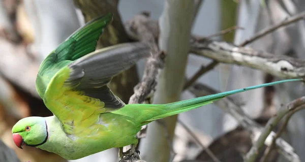 Rose Ringed Parakeet Male Guards Its Nest — Stock Photo, Image