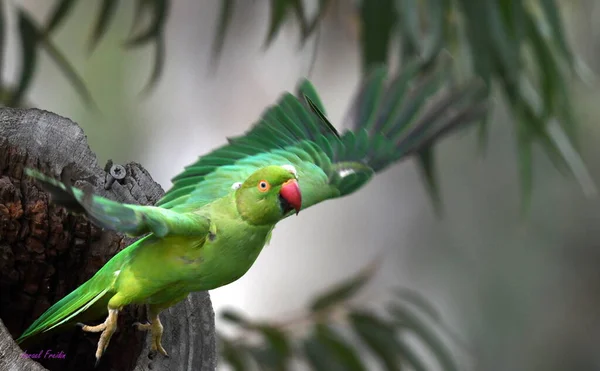 Rose Ringed Parakeet Flies Park — Stock Photo, Image