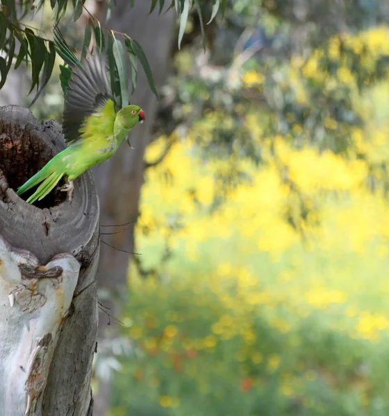 Rose Ringed Parakeet Flies Park — Stock Photo, Image