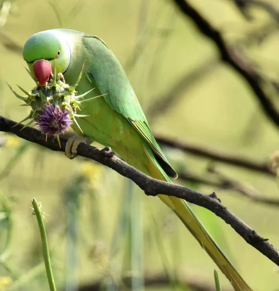 Rose Ringed Parakeet Flies Park Look Food — Stock Photo, Image