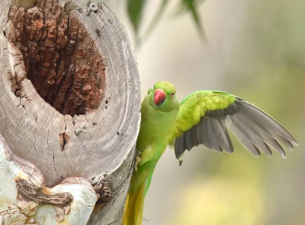 Sebuah Burung Parkit Bercincin Mawar Membela Sarangnya — Stok Foto