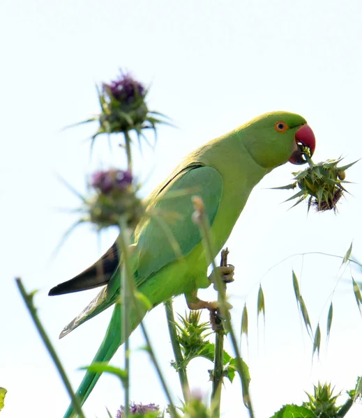 Rose Ringed Parakeet Flies Park Look Food — Stock Photo, Image