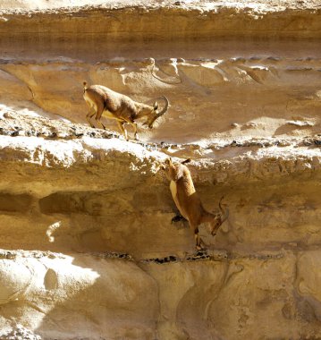 Ein Avdat 'a atlayan iki dağ keçisi, İsrail' in Negev Çölü 'nde bir kanyon, Kibbutz' un güneyi Sde Boker..