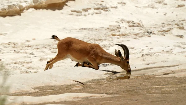 Joven Ibex Bebe Primavera Ein Avdat Decir Cañón Desierto Del — Foto de Stock