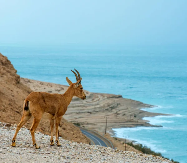 死海の上の生活 — ストック写真