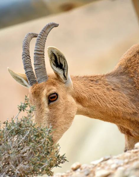 若いIbexはEin Avdatで自分自身を養う それはイスラエルのネゲヴ砂漠の峡谷です キブッツ ブッカーの南 — ストック写真