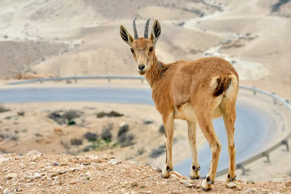  Genç bir dağ keçisi Ein Avdat yakınlarındaki bir kavşağı geçmeden önce tereddüt eder. İsrail 'in Negev Çölü' nde, Kibbutz Sde Boker 'in güneyinde bir kanyondur..