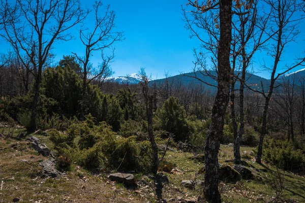 Nahé Stromy Horském Lese Zimě Rascafria Madrid Španělsko — Stock fotografie