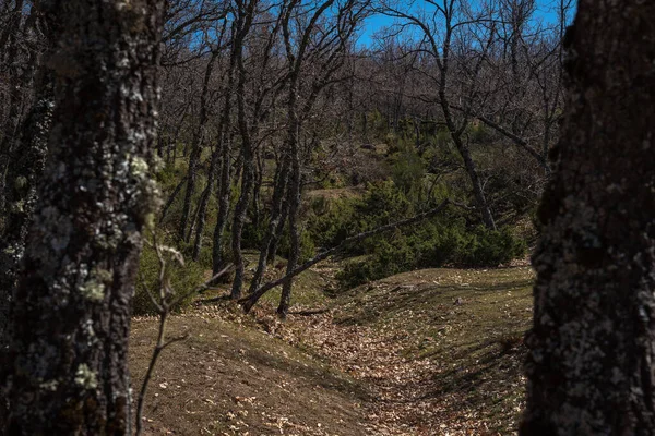 Kışın Bir Dağ Ormanında Çıplak Ağaçlar Rascafria Madrid Spanya — Stok fotoğraf