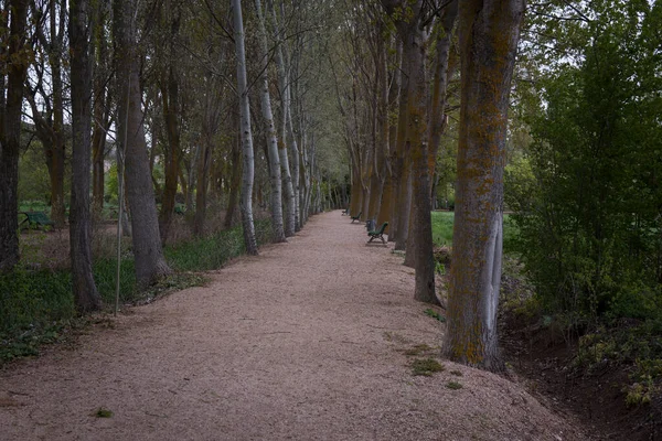 Ağaçların arasında güzel bir yürüyüş, Ucles, Cuenca, Castilla La Mancha, İspanya