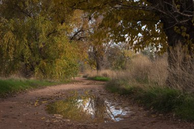 Sarı yapraklarıyla sonbahar ağaçlarını yansıtan bir su birikintisi.