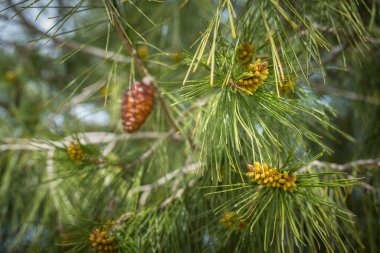 Çam ağacı, çam kozalakları ile yakın.