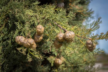Selvi ağacı küresel meyvelerle kaplıdır.