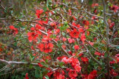 Yeşil yapraklı küçük bir çalılıkta küçük kırmızı çiçekler
