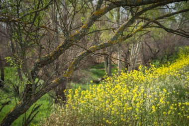 Yeryüzü renkli kır çiçekleriyle kaplıyken yaprakların ağaçlardan ayrılmaya başladığı güzel bahar manzarası.