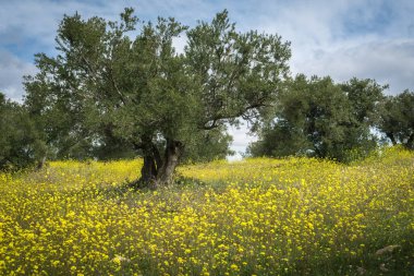 Güzel zeytin ağaçları baharda rengarenk kır çiçekleriyle kaplı bir zeminin üzerini kaplıyor.