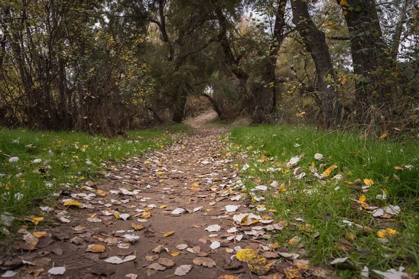 Ścieżka Suchych Liści Jesienią — Zdjęcie stockowe