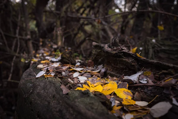 Sonbahar Yaprakları Ölü Bir Ağacın Gövdesinde Dinleniyor — Stok fotoğraf