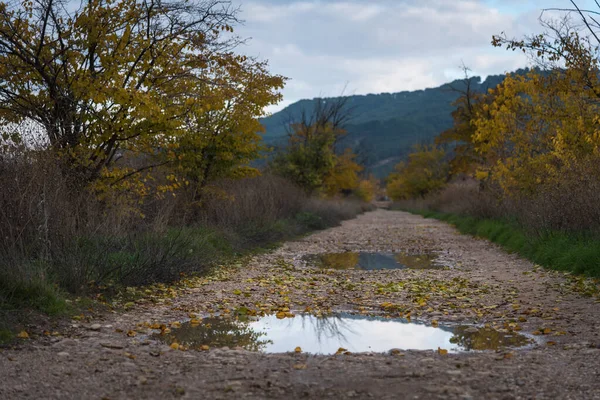 Sarı Yapraklarıyla Sonbahar Ağaçlarını Yansıtan Bir Birikintisi — Stok fotoğraf