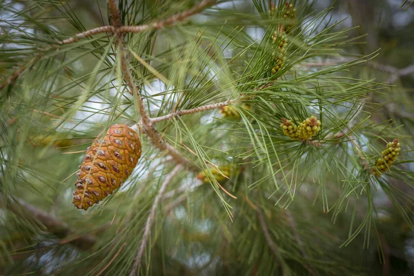 Dennenboom Close Met Een Aantal Dennenappels — Stockfoto