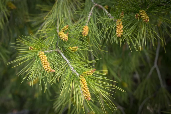 Pine Tree Close Some Pine Cones — Stock Photo, Image