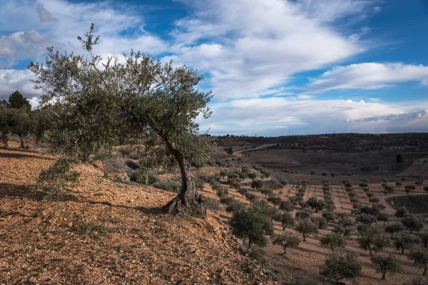 Campos Olivos Colmenar Oreja Bajo Cielo Azul Con Nubes Madrid — Foto de Stock