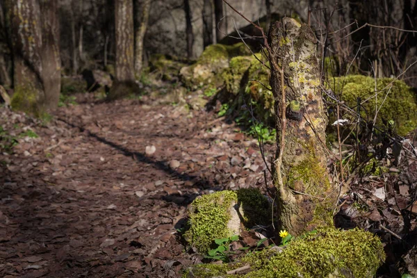 Moss Cubriendo Las Rocas Las Hoces Del Río Duraton Sepulveda — Foto de Stock