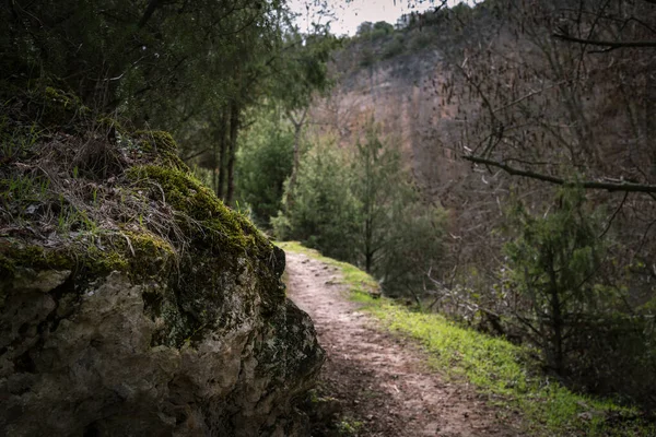 Caminhando Entre Árvores Dos Desfiladeiros Rio Duraton Sepulveda Segóvia Espanha — Fotografia de Stock