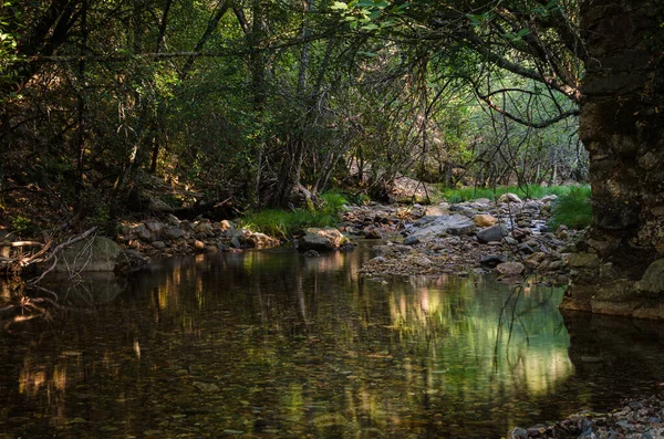 Ήσυχος Ποταμός Ρέει Στο Δάσος Που Αντανακλά Φυσικό Περιβάλλον Las — Φωτογραφία Αρχείου