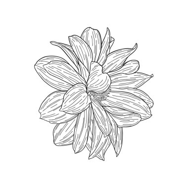 Dahlia mürekkep çizimi. Beyaz üzerine izole edilmiş. Bir afiş, afiş, sarma, kumaş, dizüstü bilgisayar, davetiye için moda çiçek baskı