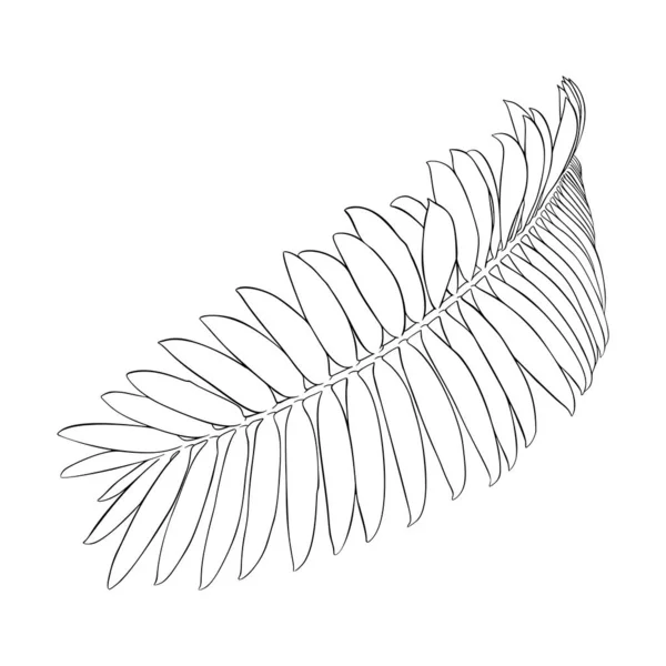 棕榈枝墨水素描。隔离在白色上。时尚花卉印花为名片、横幅、海报、包装、面料、笔记本、邀请函。矢量插图 — 图库矢量图片#