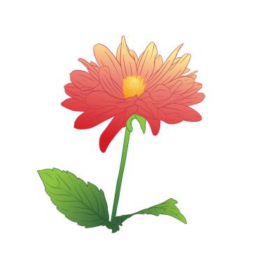 Dahlia renkli skeç. Beyaz üzerine izole edilmiş. Bir kartvizit, afiş, poster, sarma, kumaş, dizüstü bilgisayar, davetiye için Moda çiçek baskı