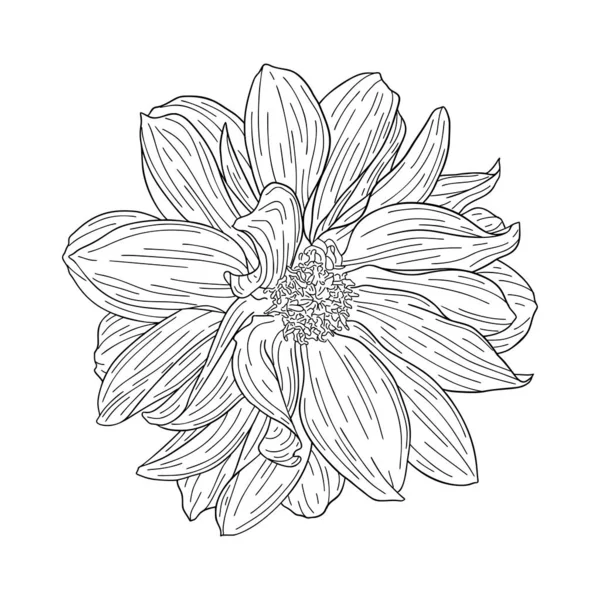 Desenho de tinta da Dahlia. Isolado em branco. Impressão floral de moda para um cartão de visita, banner, cartaz, embalagem, tecido, caderno, convite — Vetor de Stock