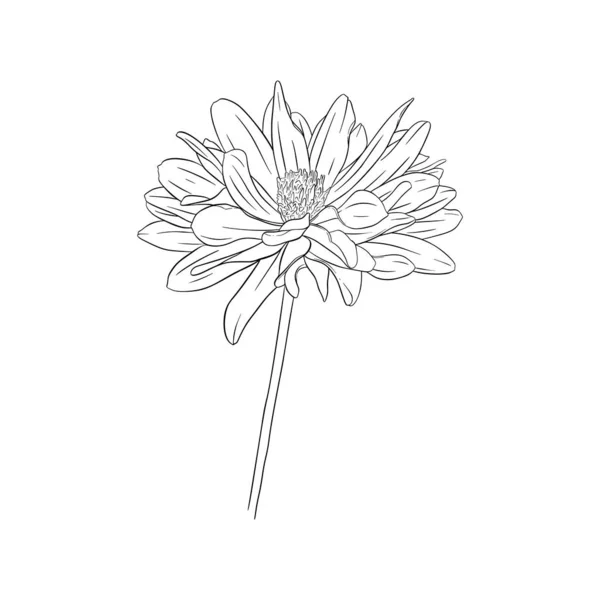 Desenho de tinta da Dahlia. Isolado em branco. Impressão floral de moda para um cartão de visita, banner, cartaz, embalagem, tecido, caderno, convite — Vetor de Stock