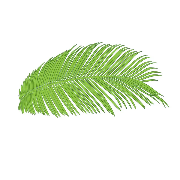 Bosquejo de tinta de rama de palma. Aislado sobre blanco. Impresión floral de moda para una tarjeta de visita, pancarta, póster, envoltura, tela, cuaderno, invitación — Vector de stock