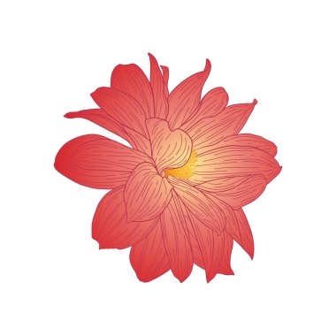 Dahlia renkli skeç. Beyaz üzerine izole edilmiş. Bir kartvizit, afiş, poster, sarma, kumaş, dizüstü bilgisayar, davetiye için Moda çiçek baskı