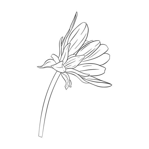 Dibujo de tinta de Dahlia. Aislado sobre blanco. Impresión floral de moda para una tarjeta de visita, pancarta, póster, envoltura, tela, cuaderno, invitación — Vector de stock