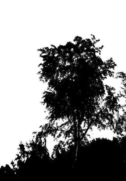 Schwarze Baumsilhouette. Karte mit Kopierraum. isoliert auf weißem Hintergrund. Vektor Natur Illustration — Stockvektor