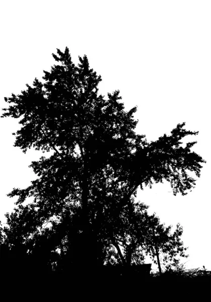 Silueta černého stromu. Karta s prostorem pro kopírování Izolován na bílém pozadí. Vektorový ráz – ilustrace — Stockový vektor