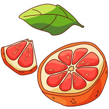 Grapefruit sticker set on white isolated backdrop. Tropic fruit for gift card, healthy food shop logo, bath tile, juice pack. Phone case or cloth print art. Hand drawn style stock vector illustration vector