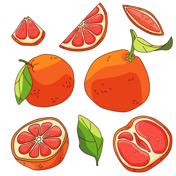 Grapefruit Sticker Set White Isolated Backdrop Citric Fruit Gift Card — Stock Vector