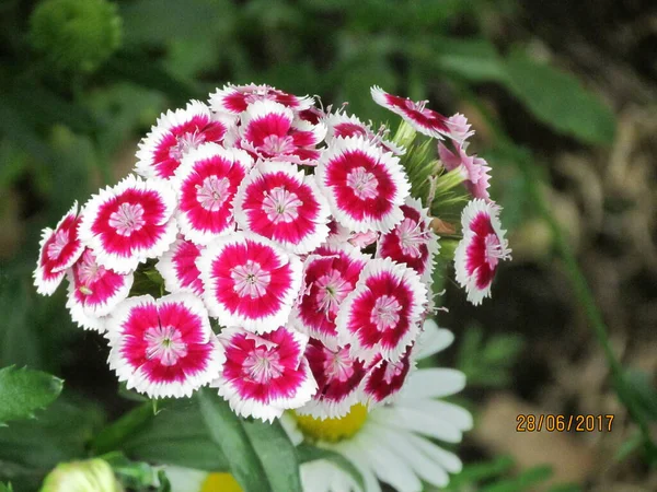 Natureza Flor Rosa Baga — Fotografia de Stock