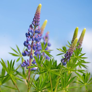Çiçekli lupinler, lupinus, baharda