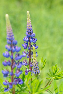 Çiçekli lupinler, lupinus, baharda