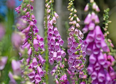 Çiçekli kırmızı yüksükotu, Digitalis purpurea, ormanda