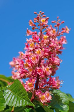 Kırmızı çiçekli at kestanesi, Aesculus rubicunda, yakın plan.