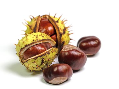 At kestanesi, Aesculus hipocastanum, beyaz arka planda izole edilmiş.