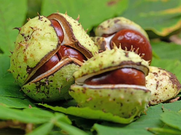 White Horse Chestnut Aesculus Hippocastanum — стокове фото